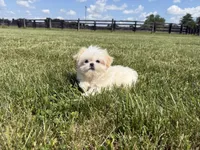 Sasha , a female Shih Tzu for sale in Lexington, KY – 4 of 6