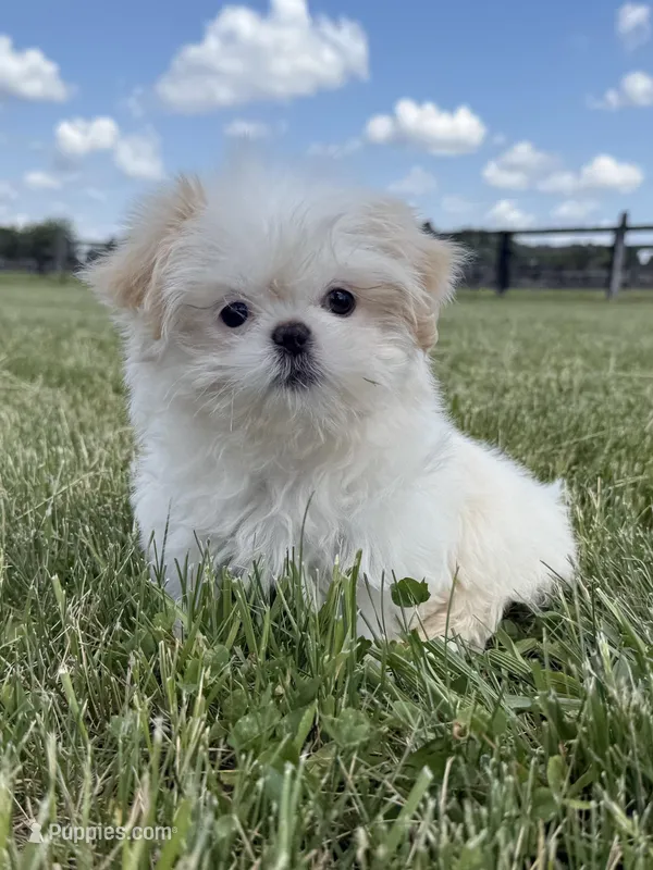 Sasha , a female Shih Tzu for sale in Lexington, KY – 1 of 6