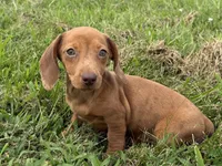  Violet, a female Dachshund and Miniature Dachshund for sale in Lexington, KY – 3 of 6