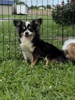 Chip, a male Chihuahua for sale in Lexington, KY – 8 of 9