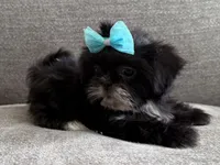Betty , a female Shih Tzu for sale in Lexington, KY – 2 of 6