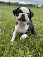 Panda, a female Pug for sale in Lexington, KY – 3 of 6