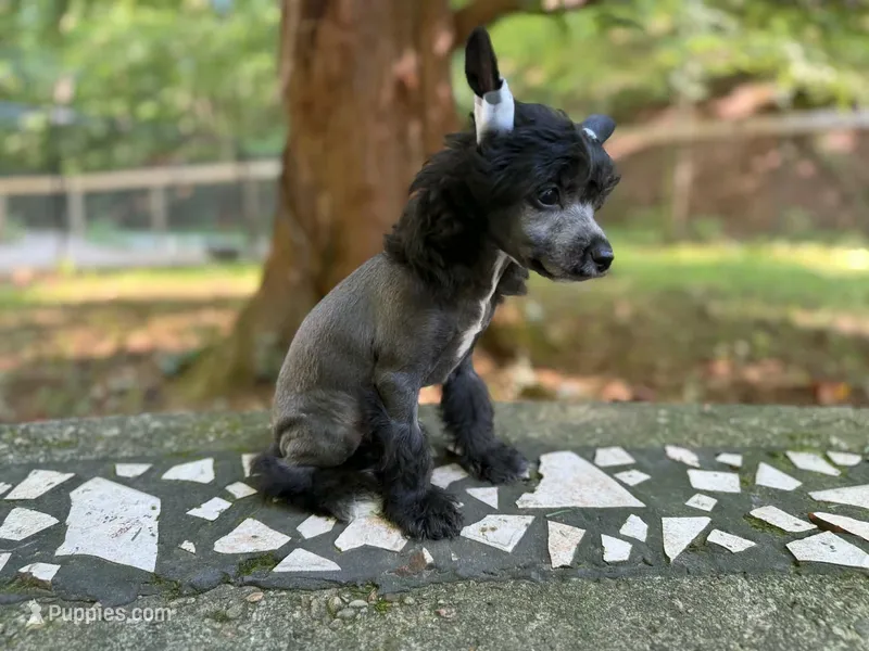 Dover  – Chinese Crested puppy for sale in Lexington, KY