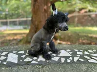 Dover, Ch sired , a male Chinese Crested for sale in Lexington, KY – 8 of 10