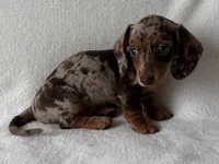 Hershey, a female Dachshund and Miniature Dachshund for sale in Lexington, KY – 3 of 5