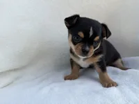 Buddy , a male Chihuahua for sale in Lexington, KY – 3 of 7
