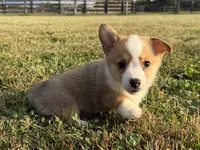 Irwin , a male Pembroke Welsh Corgi for sale in Lexington, KY – 2 of 6