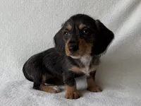 Sandy, a female Dachshund and Miniature Dachshund for sale in Lexington, KY – 4 of 5