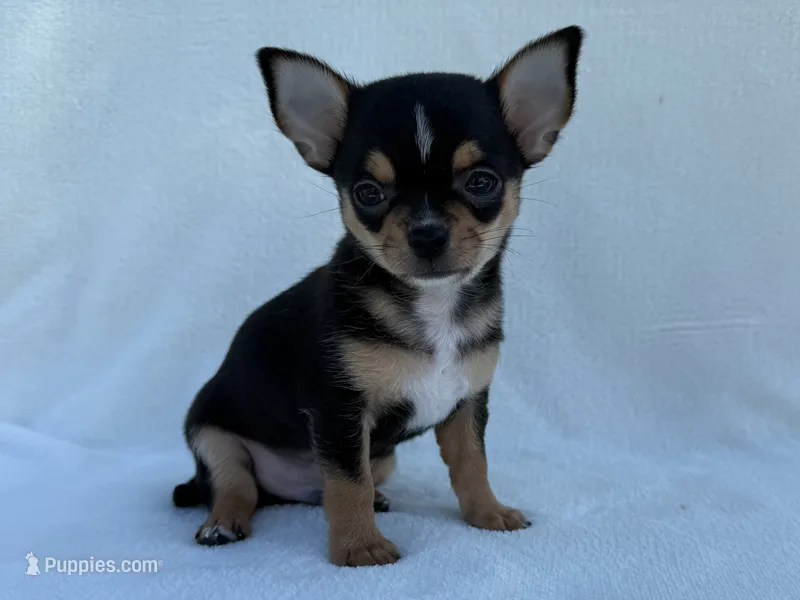 Buddy  – Chihuahua puppy for sale in Lexington, KY