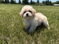 Winnie , a female Maltipoo for sale in Lexington, KY – 7 of 7