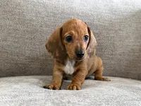 Daisy, a female Dachshund and Miniature Dachshund for sale in Lexington, KY – 4 of 5