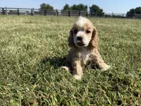 Peg, a female Cocker Spaniel for sale in Lexington, KY – 4 of 4