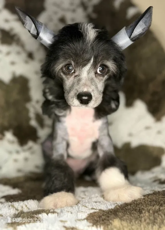 Dolly – Chinese Crested puppy for sale in Lexington, KY