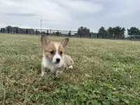 Ingrid , a female Pembroke Welsh Corgi for sale in Lexington, KY – 5 of 5