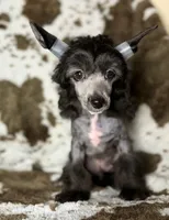 Dover, Ch sired , a male Chinese Crested for sale in Lexington, KY – 6 of 10