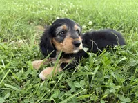 Burt-read description , a male Dachshund and Miniature Dachshund for sale in Lexington, KY – 5 of 6