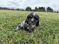 Marco , a male Cocker Spaniel for sale in Lexington, KY – 3 of 3