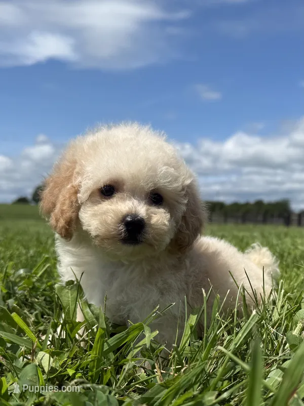 Molly  – Poodle - Toy , Poodle - Miniature  puppy on hold in Lexington, KY