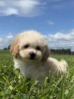 Molly , a female Poodle - Toy  and Poodle - Miniature  for sale in Lexington, KY – 1 of 5