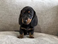 Boss Hoss, a male Dachshund for sale in Lexington, KY – 4 of 5