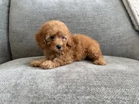 Juniper , a female Poodle - Toy  and Poodle - Miniature  for sale in Lexington, KY – 2 of 5