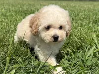 Molly , a female Poodle - Toy  and Poodle - Miniature  for sale in Lexington, KY – 4 of 5