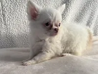 Chester, a male Chihuahua for sale in Lexington, KY – Photo 1 of 3