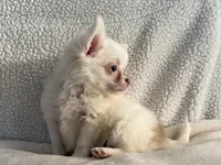 Chester, a male Chihuahua for sale in Lexington, KY – Photo 3 of 3