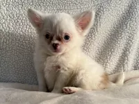 Chester, a male Chihuahua for sale in Lexington, KY – Photo 2 of 3