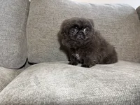 Willie, a male Pekingese for sale in Lexington, KY – 5 of 5