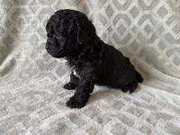 Pete , a male Poodle - Miniature  for sale in Lexington, KY – 2 of 5