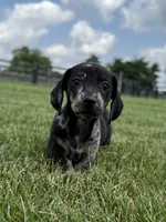 Jasper , a male Dachshund and Miniature Dachshund for sale in Lexington, KY – 2 of 6