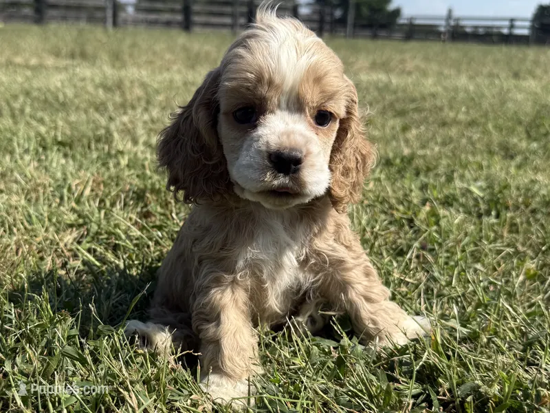 Peg – Cocker Spaniel puppy for sale in Lexington, KY