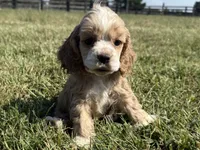 Peg, a female Cocker Spaniel for sale in Lexington, KY – 1 of 4