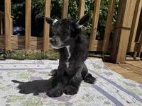 Dover, Ch sired , a male Chinese Crested for sale in Lexington, KY – 3 of 10