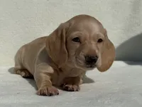 Willis, a male Dachshund and Miniature Dachshund for sale in Lexington, KY – 1 of 3