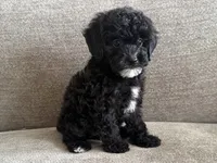 Roxanne , a female Poodle - Toy  and Poodle - Miniature  for sale in Lexington, KY – 3 of 7