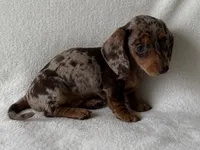 Hershey, a female Dachshund and Miniature Dachshund for sale in Lexington, KY – 4 of 5