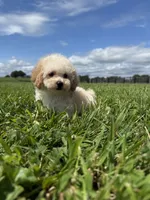 Molly , a female Poodle - Toy  and Poodle - Miniature  for sale in Lexington, KY – 5 of 5