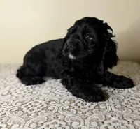 Argo, a female Cocker Spaniel for sale in Lexington, KY – Photo 2 of 4