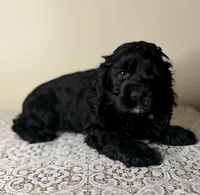 Argo, a female Cocker Spaniel for sale in Lexington, KY – Photo 1 of 4