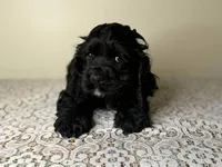 Argo, a female Cocker Spaniel for sale in Lexington, KY – Photo 3 of 4