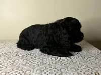 Argo, a female Cocker Spaniel for sale in Lexington, KY – Photo 4 of 4