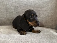 Boss Hoss, a male Dachshund for sale in Lexington, KY – 3 of 5
