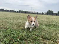 Ingrid , a female Pembroke Welsh Corgi for sale in Lexington, KY – 4 of 5