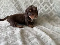 Molly , a female Dachshund and Miniature Dachshund for sale in Lexington, KY – 2 of 5