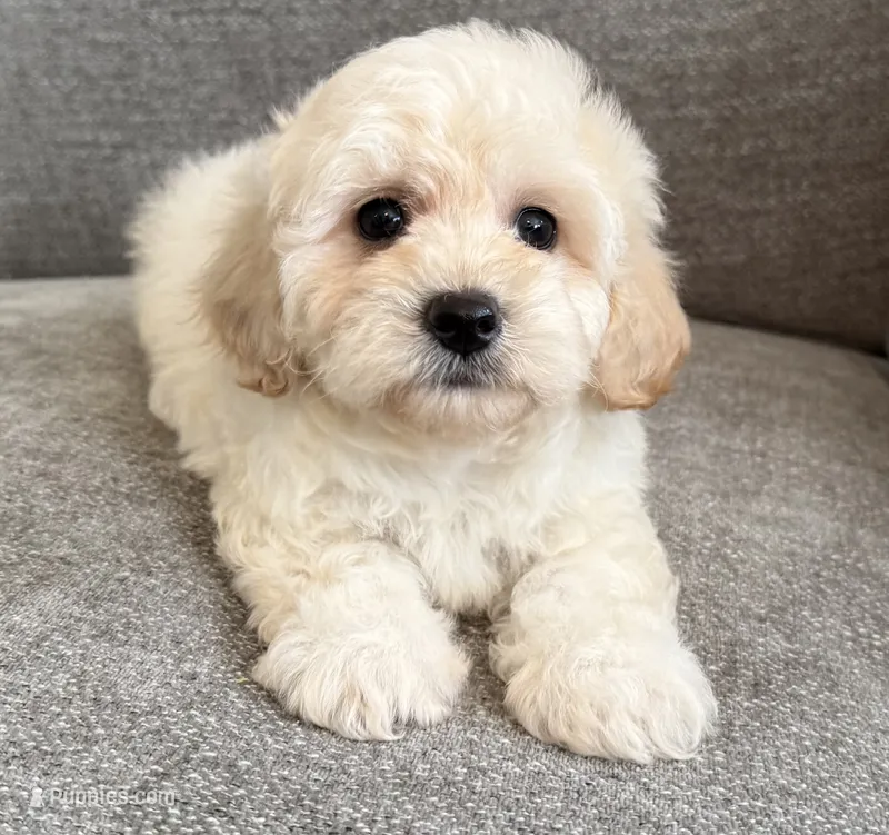 Max – Maltipoo puppy for sale in Lexington, KY