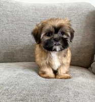 Marshall, a male Shih Tzu for sale in Lexington, KY – 4 of 5