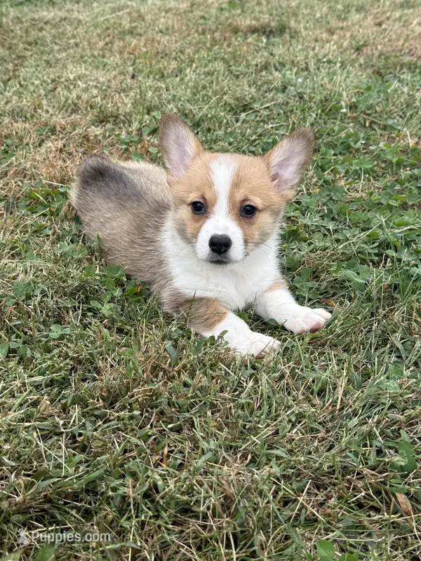 Ingrid  – Pembroke Welsh Corgi puppy for sale in Lexington, KY
