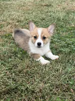 Ingrid , a female Pembroke Welsh Corgi for sale in Lexington, KY – 1 of 5